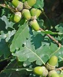 Fil Dekorativa Växter Ek (Quercus), grön