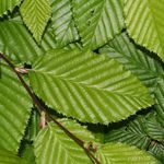 fénykép Dísznövény Gyertyánfa (Carpinus betulus), zöld