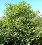 Foto Dekorative Pflanzen Glossy Dorn, Faulbaum, Fernleaf Dorn, Sanddorn Tallhedge (Frangula alnus), grün