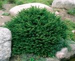 снимка Декоративни растения Птица Snest Смърч, Норвегия Смърч (Picea abies), зелен