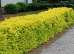 Foto Dekoratīvie Augi Privet, Zelta Privet (Ligustrum), dzeltens