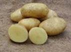 Photo Potatoes grade Feloks
