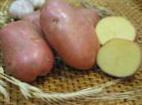 foto La patata la cultivar Kondor