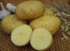 foto La patata la cultivar Nevskijj