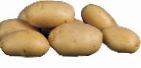 Foto Kartoffeln klasse Kosmos