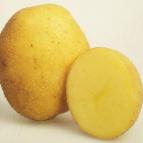 Photo Potatoes grade Vineta