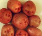 Foto Kartoffeln klasse Chaya