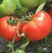 Foto Los tomates variedad Longf F1