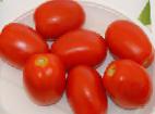 Foto Los tomates variedad Prekosiks F1