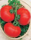 Foto Los tomates variedad Red Manul F1