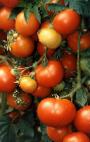 Foto Los tomates variedad Varenka