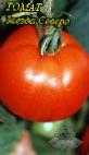 Foto Los tomates variedad Zvezda Severa