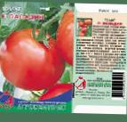 Foto Los tomates variedad Paladin F1