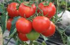 Foto Los tomates variedad Zhenaros F1