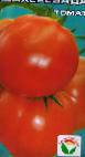 Foto Los tomates variedad Shakherezada