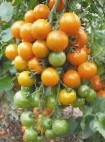 foto I pomodori la cultivar Kish-mish oranzhevyjj F1 NK