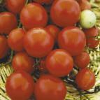 Foto Tomaten klasse Florida Petit