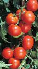 Foto Los tomates variedad Alvaro F1 