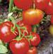 Foto Los tomates variedad Semko 18 F1