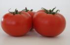 Foto Los tomates variedad Belle F1