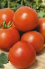 Photo des tomates l'espèce Petergof