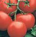 Foto Los tomates variedad Drajjv F1