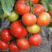 Foto Los tomates variedad Didzhejj F1