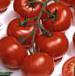 Foto Los tomates variedad Vitador F1