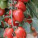 Photo des tomates l'espèce Cherri Ira F1
