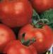 Foto Los tomates variedad Yunior F1 