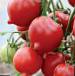 Photo des tomates l'espèce Fifti (50) F1