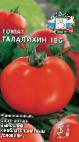 Foto Los tomates variedad Talalikhin 186