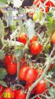 Foto Los tomates variedad Detskijj