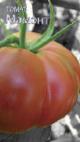 Foto Los tomates variedad Mamont
