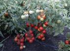 Foto Los tomates variedad Superpriz F1 (selekciya Myazinojj L.A.)