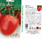 kuva tomaatit laji Buyan