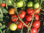 Foto Los tomates variedad Taunsvil F1