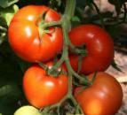 Foto Los tomates variedad Berberana F1