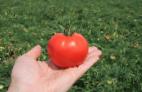 foto I pomodori la cultivar Kenan F1 