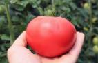 Foto Los tomates variedad TEKh 2720 F1