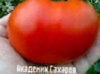 Foto Los tomates variedad Akademik Sakharov 