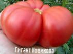 Foto Tomaten klasse Gigant Novikova 
