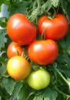 Foto Los tomates variedad Setkopa