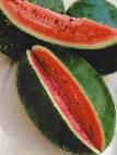 Foto Wassermelone klasse Podmoskovnyjj charlston F1