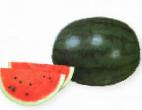 Foto Wassermelone klasse Shuga Delikata F1 