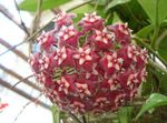 Foto Hoya, Līgavas Pušķis, Madagaskara Jasmīns, Vaska Zieds, Vainags Ziedu, Floradora, Havaju Kāzu Ziedu karājas augs , bordo
