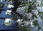 Foto Hoya, Līgavas Pušķis, Madagaskara Jasmīns, Vaska Zieds, Vainags Ziedu, Floradora, Havaju Kāzu Ziedu karājas augs , balts