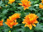 Foto Topfblumen Floristen Mama, Mama Topf grasig (Chrysanthemum), orange