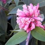 снимка Интериорни цветове Цеструм храсти (Cestrum), розов
