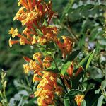 Фото Домашние Цветы Цеструм кустарники (Cestrum), оранжевый